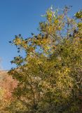 Ligustrum vulgare. Крона плодоносящего кустарника с листьями в осенней окраске. Крым, гора Южная Демерджи, каменистый склон. 31.10.2021.