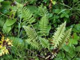 Pedicularis incarnata. Розетка прикорневых листьев. Мурманская обл., г. Кировск, Полярно-Альпийский ботанический сад, травяной березняк. 10.08.2010.