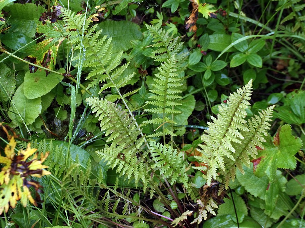 Изображение особи Pedicularis incarnata.