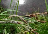 Carex acuta