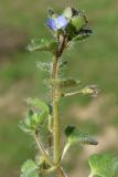 Veronica hederifolia