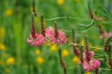 Onobrychis sibirica