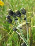 Hieracium umbellatum