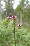 Lilium pilosiusculum. Соцветие. Челябинская обл., Верхнеуфалейский гор. округ, гора Аракуль, западная часть Среднего Шихана, берёзовый лес, поляна. 2 июля 2023 г.