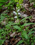 Cephalanthera longifolia