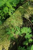 Corydalis solida. Отцветшее растение (плоды не завязались). Ленинградская обл., Ломоносовский р-н, окр. дер. Ломаха; верхняя часть склона дол. р. Ламошка, дно небольшого лога с едва заметным ручейком, широколиственный лес. 21.05.2023.