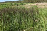 Calamagrostis groenlandica