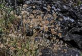 Pastinaca pimpinellifolia. Верхушка плодоносящего растения. Грузия, г. Тбилиси, у подножия скалы. 10.06.2023.