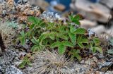 Potentilla rugulosa. Вегетирующее растение. Приморье, Партизанский р-н, мыс Лапласа, на скале. 08.08.2021.