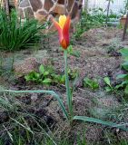 Tulipa clusiana