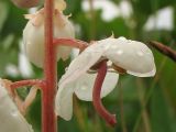 Pyrola subspecies maritima