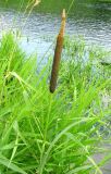 Typha latifolia. Верхняя часть цветущего растения. Нижегородская обл., Кстовский р-н, р. Кудьма. 14.07.2011.