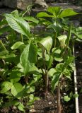 Arisaema triphyllum