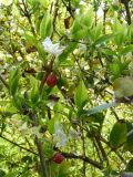 Lonicera fragrantissima