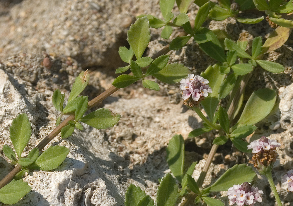 Изображение особи Lippia nodiflora.