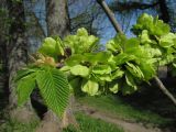 Ulmus glabra