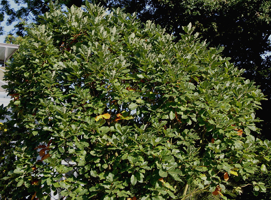Изображение особи Quercus pontica.