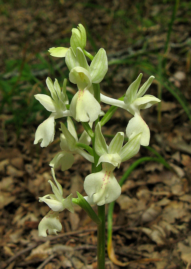 Изображение особи Orchis provincialis.