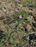 Dianthus pseudarmeria