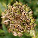 Lychnis chalcedonica