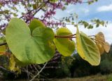 Cercis siliquastrum