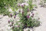 Astragalus ugamicus