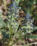 Muscari neglectum