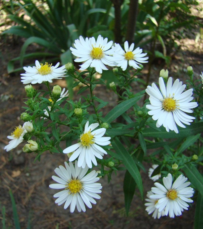 Изображение особи Symphyotrichum &times; versicolor.