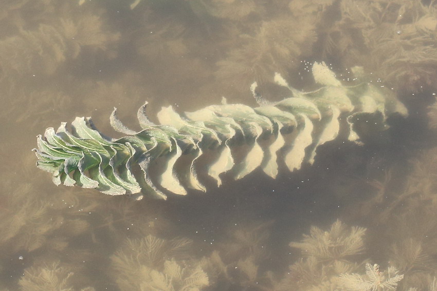 Image of Potamogeton perfoliatus specimen.