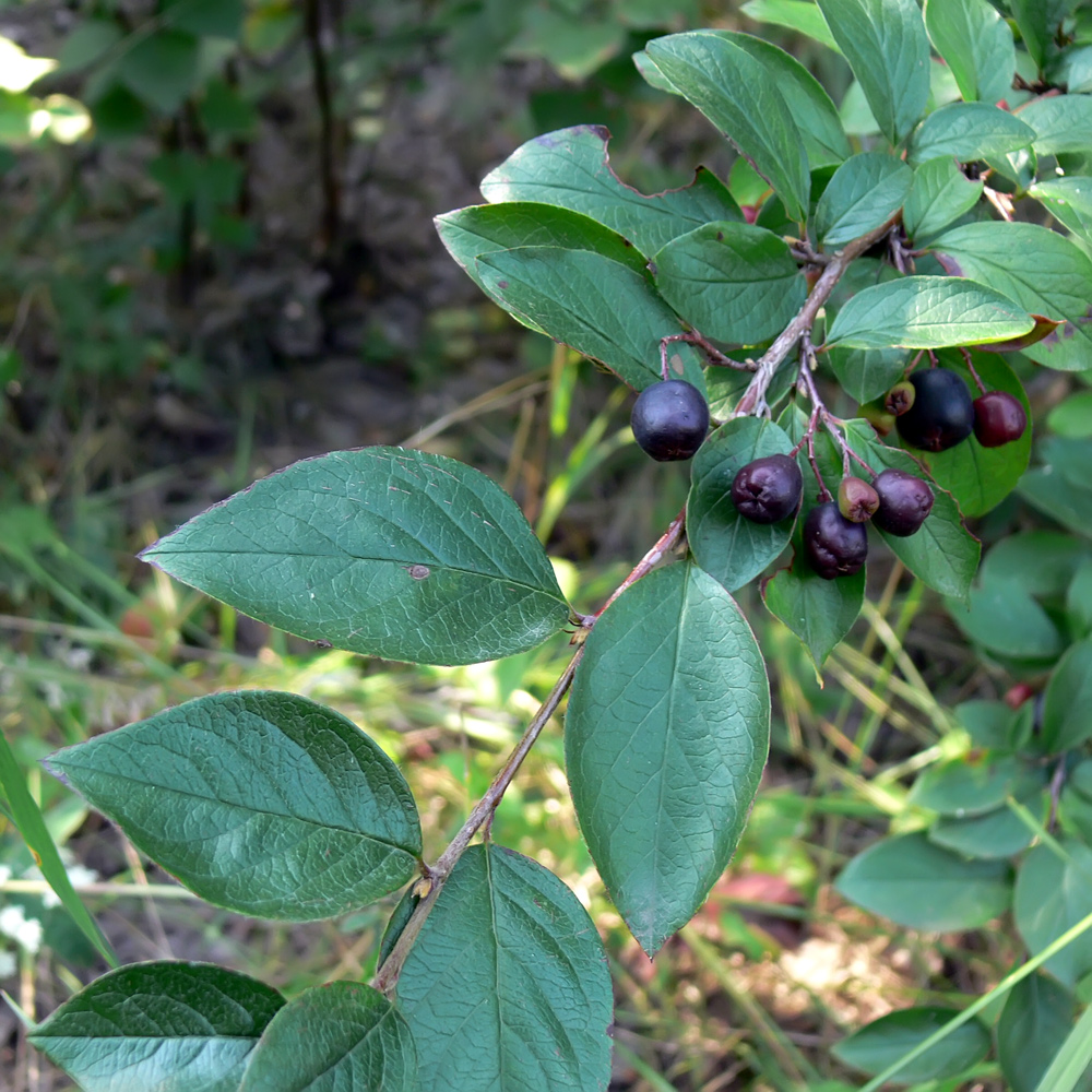 Изображение особи Cotoneaster lucidus.