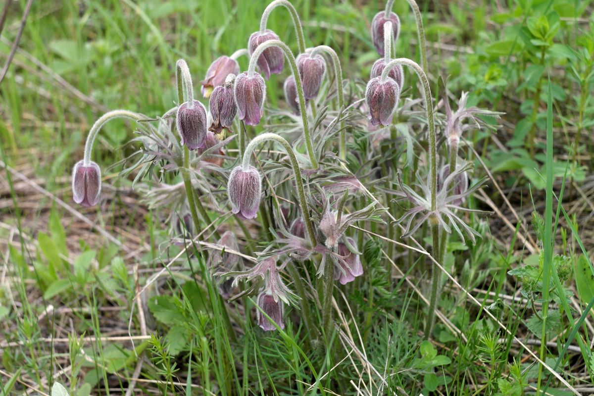 Изображение особи Pulsatilla pratensis.