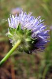 Jasione montana