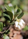 Arctostaphylos uva-ursi. Верхушка побега с соцветием. Пермский край, г. Пермь, Ленинский р-н, ООПТ \"Верхнекурьинский\", сосновый бор. 08.05.2016.