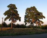 Pinus sylvestris