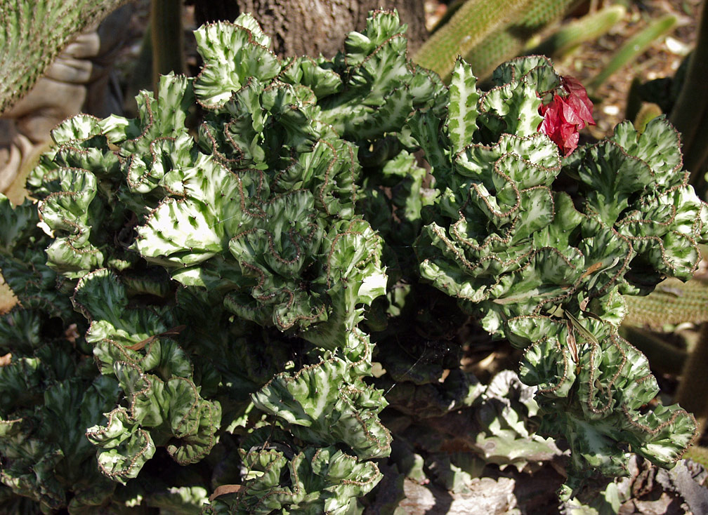 Изображение особи Euphorbia lactea.