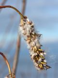 Salix pentandra