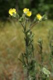 Potentilla recta