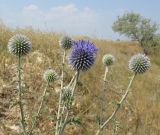 Echinops ruthenicus. Верхушки побегов с распускающимся и закрытыми соцветиями. Крым, Арабатская стрелка, с. Соляное, обочина. 23 июля 2017 г.