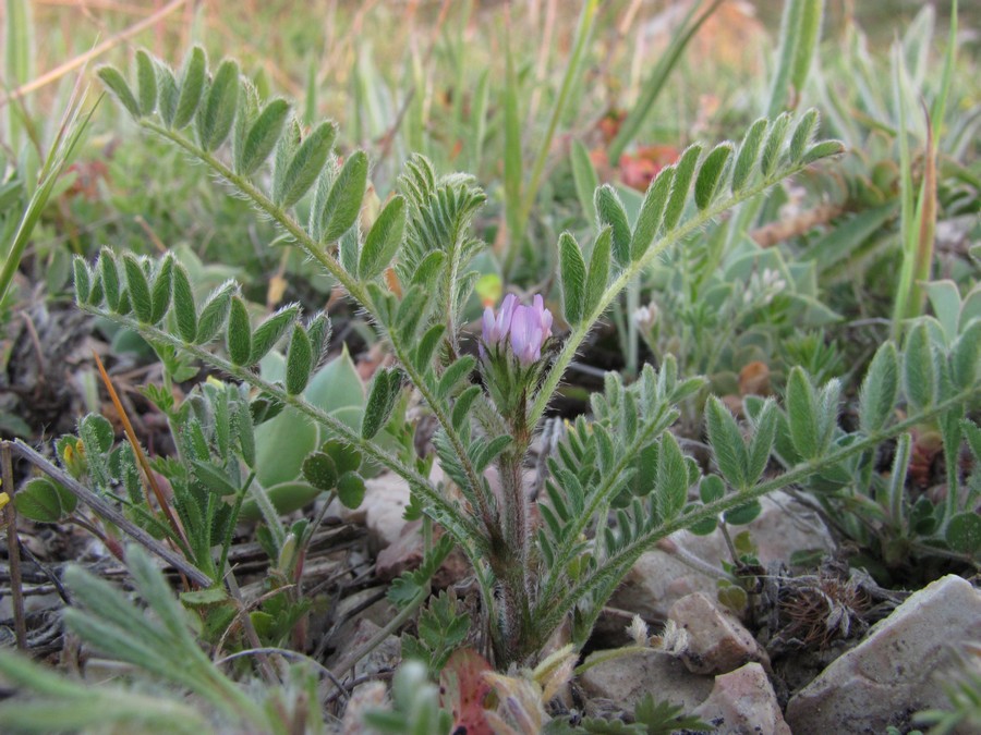 Изображение особи Astragalus sinaicus.
