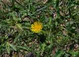 род Taraxacum