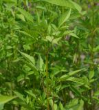 Bidens frondosa