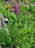 Pedicularis panjutinii