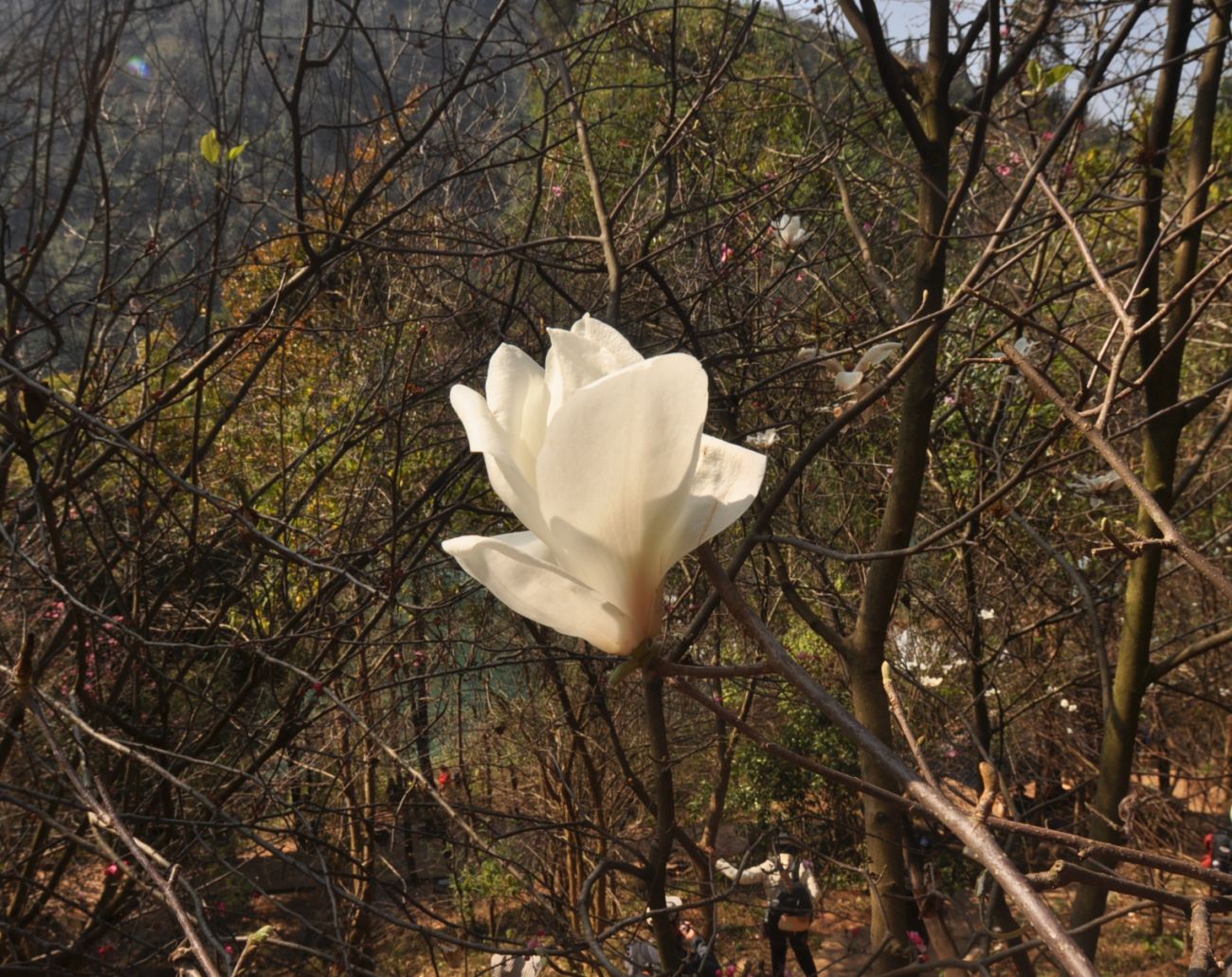 Изображение растения род Magnolia.