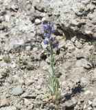 Echium vulgare. Цветущее растение. Горный Крым, гора Южная Демерджи. 21.06.2009.