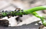 Physospermum cornubiense. Часть стебля с кормящимися тлями и пасущими их муравьями. Грузия, нижняя часть Боржоми-Харагаульского национального парка, смешанный лес. 24.05.2018.
