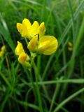 Lathyrus pratensis