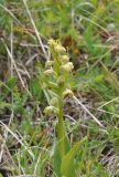 Dactylorhiza viridis. Верхушка цветущего растения, рядом растет Sibbaldia semiglabra. Грузия, Казбегский муниципалитет, верхняя часть долины Чаухицхали, ≈ 2800 м н.у.м, луг. 01.08.2018.