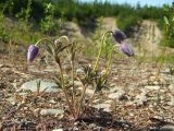 Pulsatilla dahurica. Цветущее растение. Магаданская обл., Ольский р-н, окр. пос. Армань, трасса Магадан-Армань вдоль побережья, второстепенная дорога, заброшенный каменный карьер. 23.06.2018.