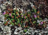 Saxifraga oppositifolia. Цветущие растения. Мурманская обл., Хибины, перевал Южный Рисчорр, ≈ 900 м н.у.м., лишайниковая тундра. 08.08.2018.