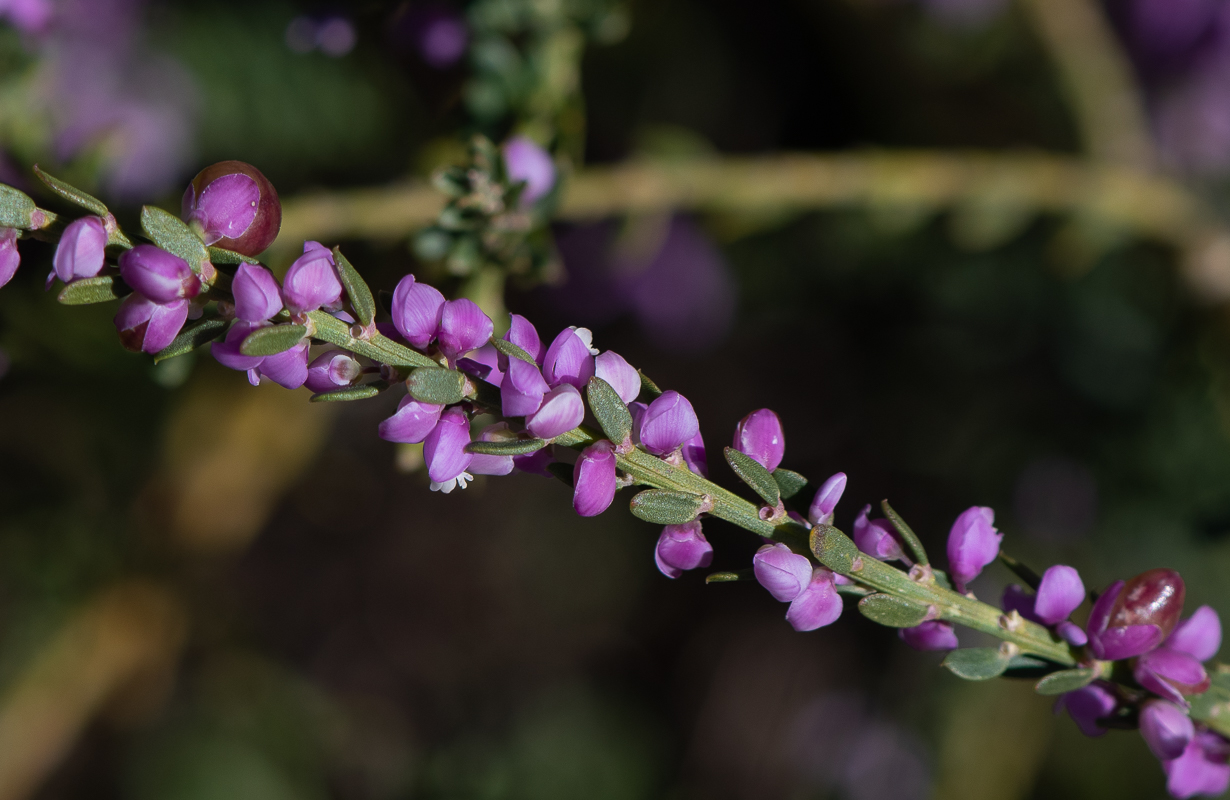 Изображение особи Muraltia spinosa.